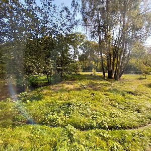 South African Cheetah (Acinonyx jubatus jubatus)