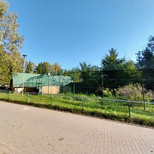 South African Cheetah (Acinonyx jubatus jubatus)