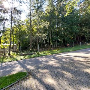 Maned Wolf (Chrysocyon brachyurus)