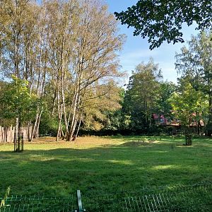 Black Sable Antelope (Hippotragus niger niger)