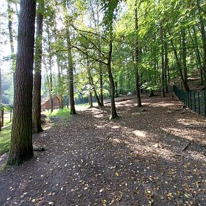 Visayan Spotted Deer (Rusa alfredi)