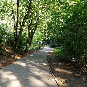 Eurasian Wolf (Canis lupus lupus)