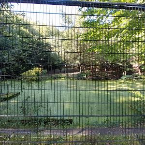 Eurasian Wolf (Canis lupus lupus)