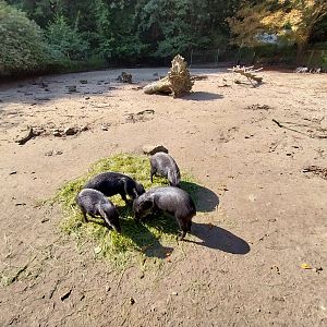 Collared Pecccary (Pecari tajacu)