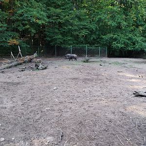 Central European Wild Boar (Sus scrofa scrofa)