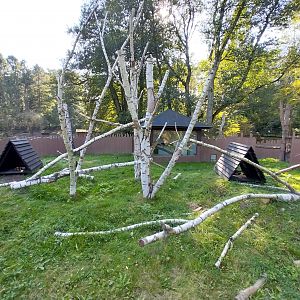 North American Porcupine (Erethizon dorsatum)