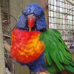 Monkey Temple- Rainbow Lorikeet 090225