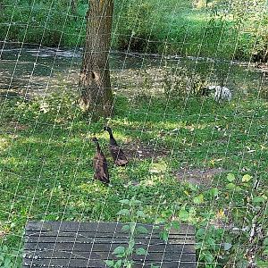 Wetland aviary 3 - Indian Runner Duck (Anas platyrhynchos domestiucus)