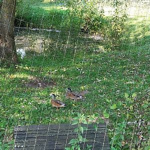 Chilean Wigeon (Mareca sibilatrix)