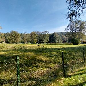 Barasingha (Rucervus duvaucelii)