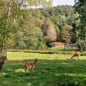 Barasingha (Rucervus duvaucelii)