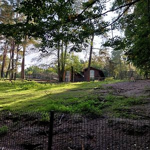 Common Fallow Deer (Dama dama)
