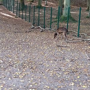 Visayan Spotted Deer (Rusa alfredi)