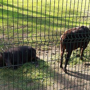 Lowland Anoa (Bubalus depressicornis)