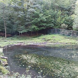 Eurasian elk (Alces alces alces)