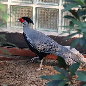 Kalij pheasant (Lophura leucomelanos)