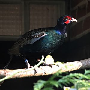 Northern green pheasant (Phasianus versicolor robustipes)