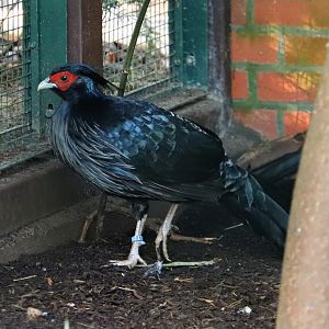 Kalij pheasant (Lophura leucomelanos)