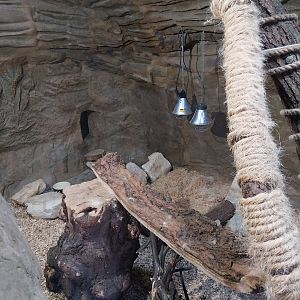 Lion House - Arabian Sand Cat (Felis margarita harrisoni) - Enclosure 1