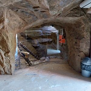 Lion House - Arabian Sand Cat (Felis margarita harrisoni) - Enclosure 1