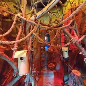 Lion House - Gray Mouse Lemur (Microcebus murinus)