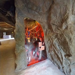 Lion House - Gray Mouse Lemur (Microcebus murinus)