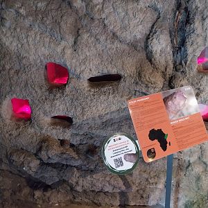 Lion House - Naked Mole-rat (Heterocephalus glaber)