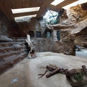 Lion House - Southwest African Lion (Panthera leo bleyenberghi) - Enclosure 1