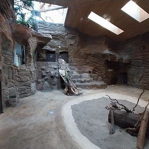 Lion House - Southwest African Lion (Panthera leo bleyenberghi) - Enclosure 2