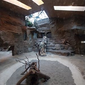 Lion House - Southwest African Lion (Panthera leo bleyenberghi) - Enclosure 2