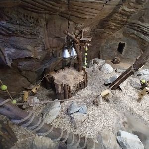 Lion House - Arabian Sand Cat (Felis margarita harrisoni) - Enclosure 2