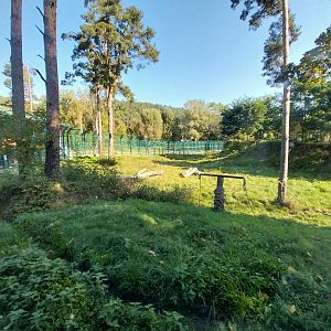 Lion enclosure - Southwest African Lion (Panthera leo bleyenberghi)