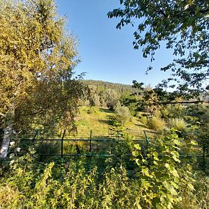 Lion enclosure - Southwest African Lion (Panthera leo bleyenberghi)