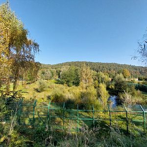 Lion enclosure - Southwest African Lion (Panthera leo bleyenberghi)