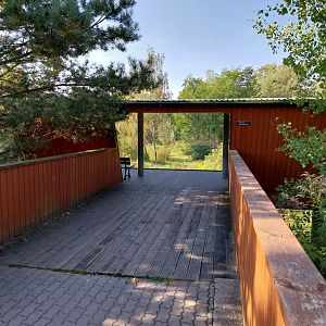 Lion enclosure - Southwest African Lion (Panthera leo bleyenberghi) - Viewing point