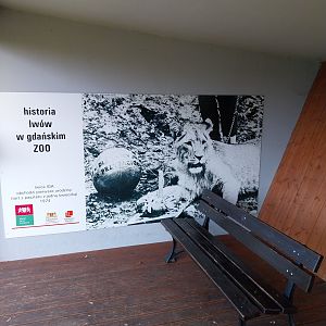 Lion enclosure - Southwest African Lion (Panthera leo bleyenberghi) - Viewing point