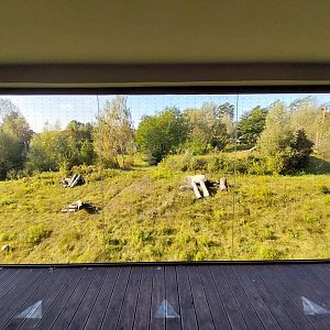 Lion enclosure - Southwest African Lion (Panthera leo bleyenberghi) - Viewing point