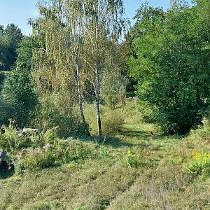 Lion enclosure - Southwest African Lion (Panthera leo bleyenberghi)