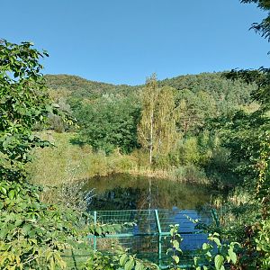 Lion enclosure - Southwest African Lion (Panthera leo bleyenberghi)
