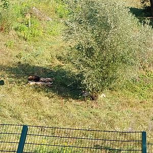 Lion enclosure - Southwest African Lion (Panthera leo bleyenberghi)