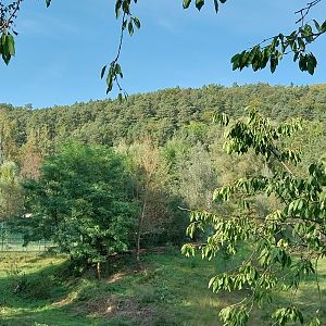Lion enclosure - Southwest African Lion (Panthera leo bleyenberghi)