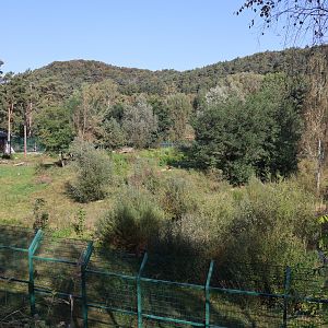 Lion enclosure - Southwest African Lion (Panthera leo bleyenberghi)