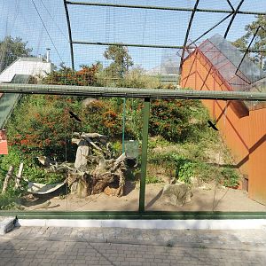 Lion House - Arabian Sand Cat (Felis margarita harrisoni) - Enclosure 1