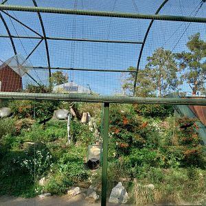 Lion House - Arabian Sand Cat (Felis margarita harrisoni) - Enclosure 2