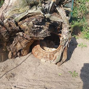 Lion House - Arabian Sand Cat (Felis margarita harrisoni) - Enclosure 1