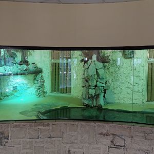 Bird & Reptile House - Left wing - Nile crocodile (Crocodylus niloticus)