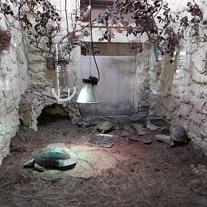 Bird & Reptile House - Left wing - Tortoises