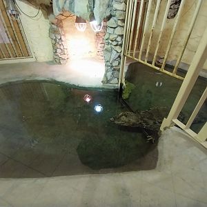 Bird & Reptile House - Left wing - Broad-snouted Caiman (Caiman latirostris)