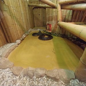 Bird & Reptile House - Left wing - Burmese Rock Python (Python bivittatus)