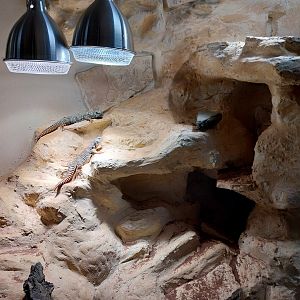 Bird & Reptile House - Entrance 1 portal - Ornate Mastigure (Uromastyx ornata)